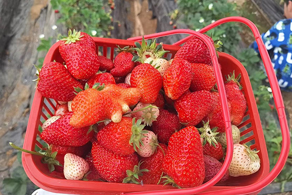 La journée amusante de Qingdao Star Machine aux Strawberry Fields